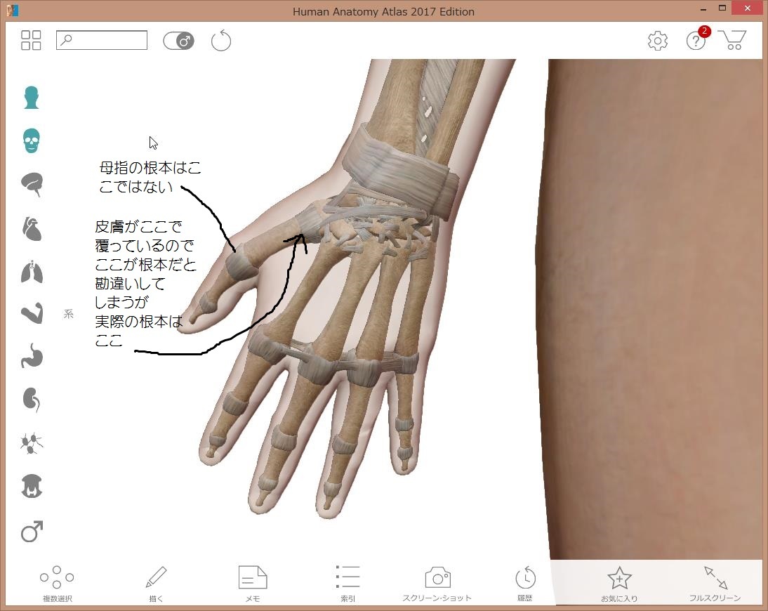 母指の構造 | 御薗治療院