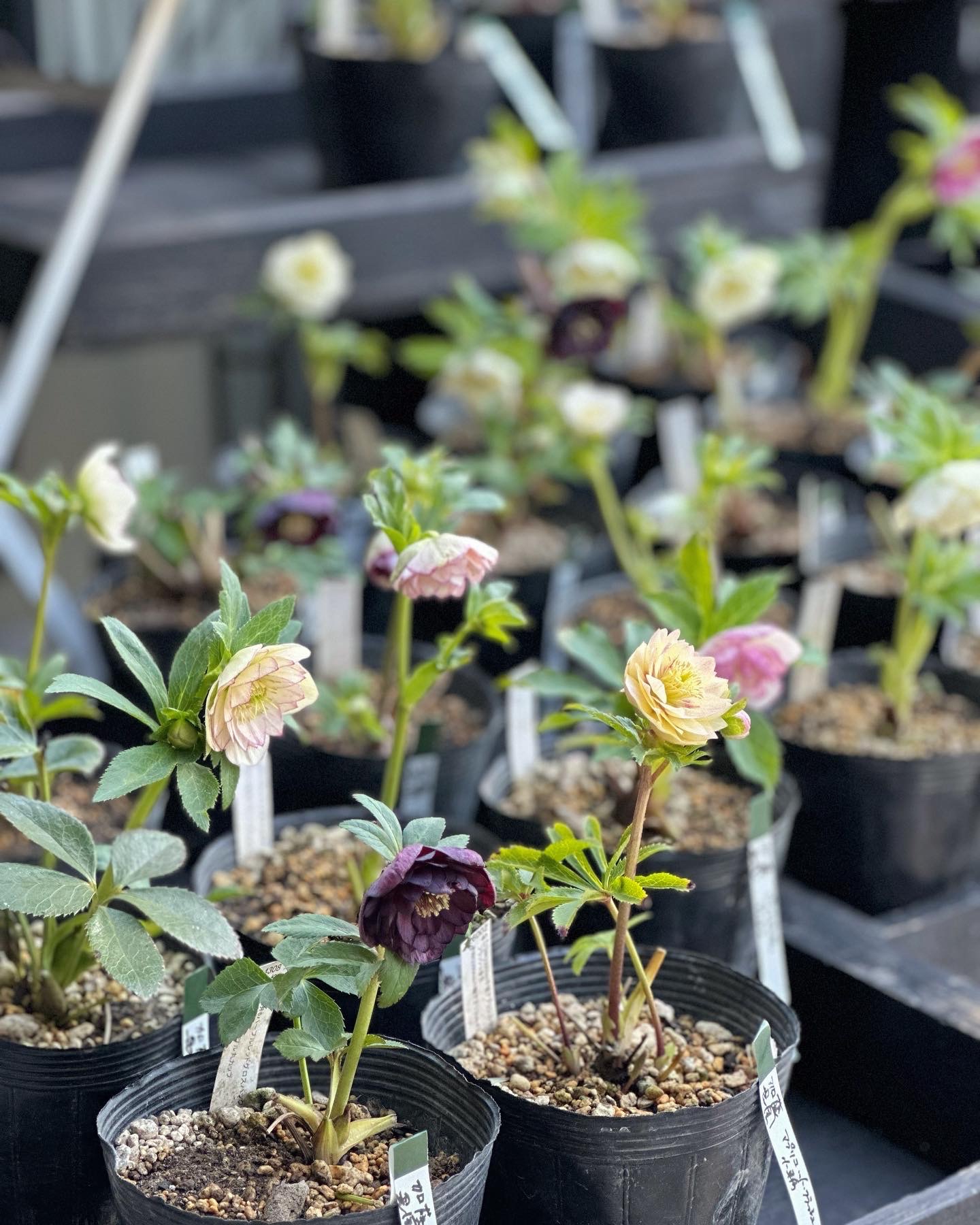 クリスマスローズ始まりました | 坂田園芸 GREEN GATE