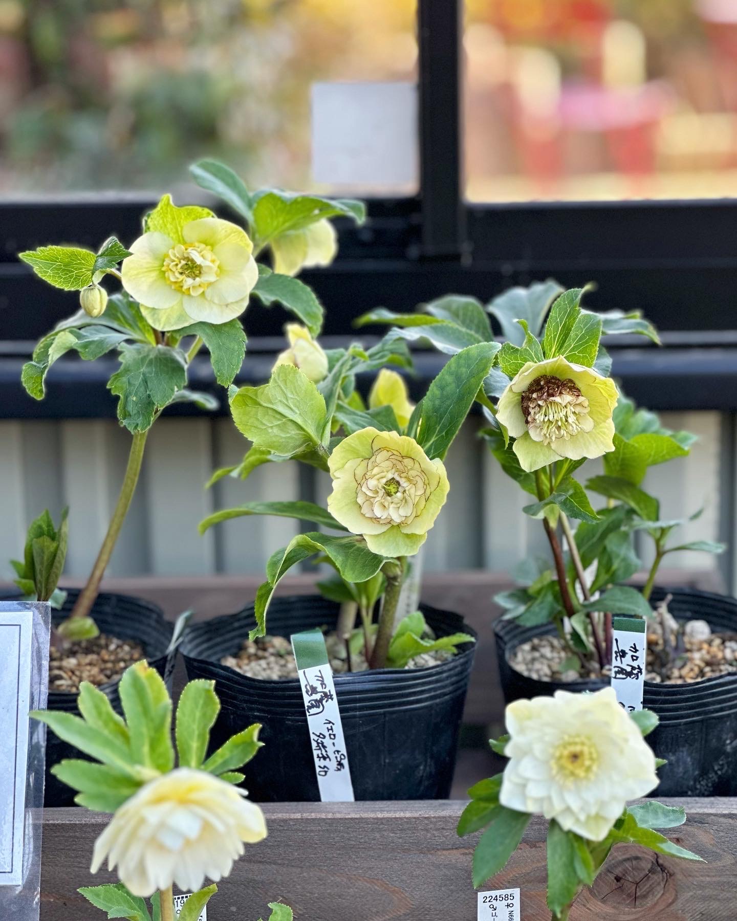 クリスマスローズ種　香りセット　加藤農園　リグリクス　ボッコ　計１０粒　ラスト クリスマスローズ種 香りセット 加藤農園 リグリクス ボッコ 計10粒