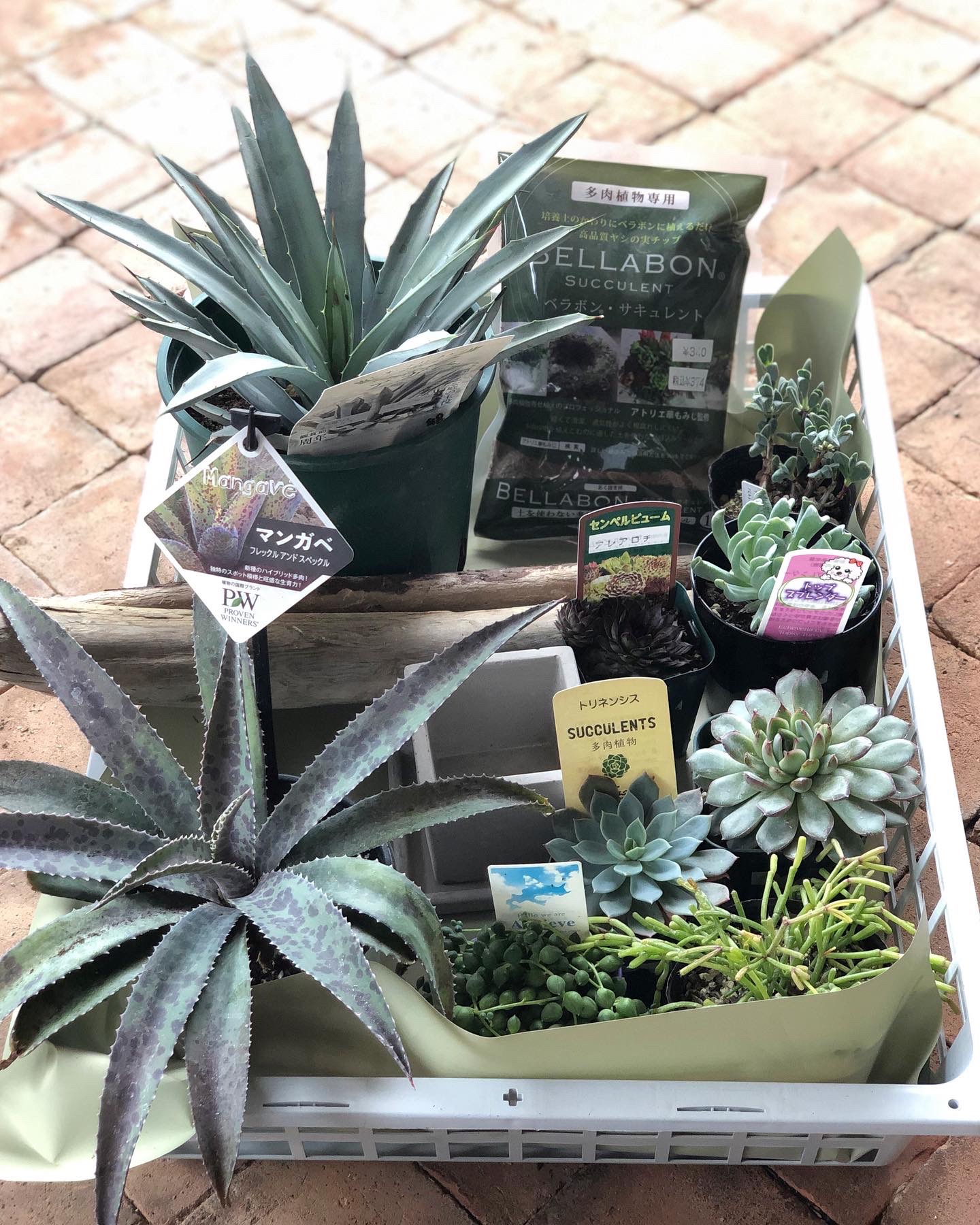 1/8 新春初売り①福袋 | 坂田園芸 GREEN GATE