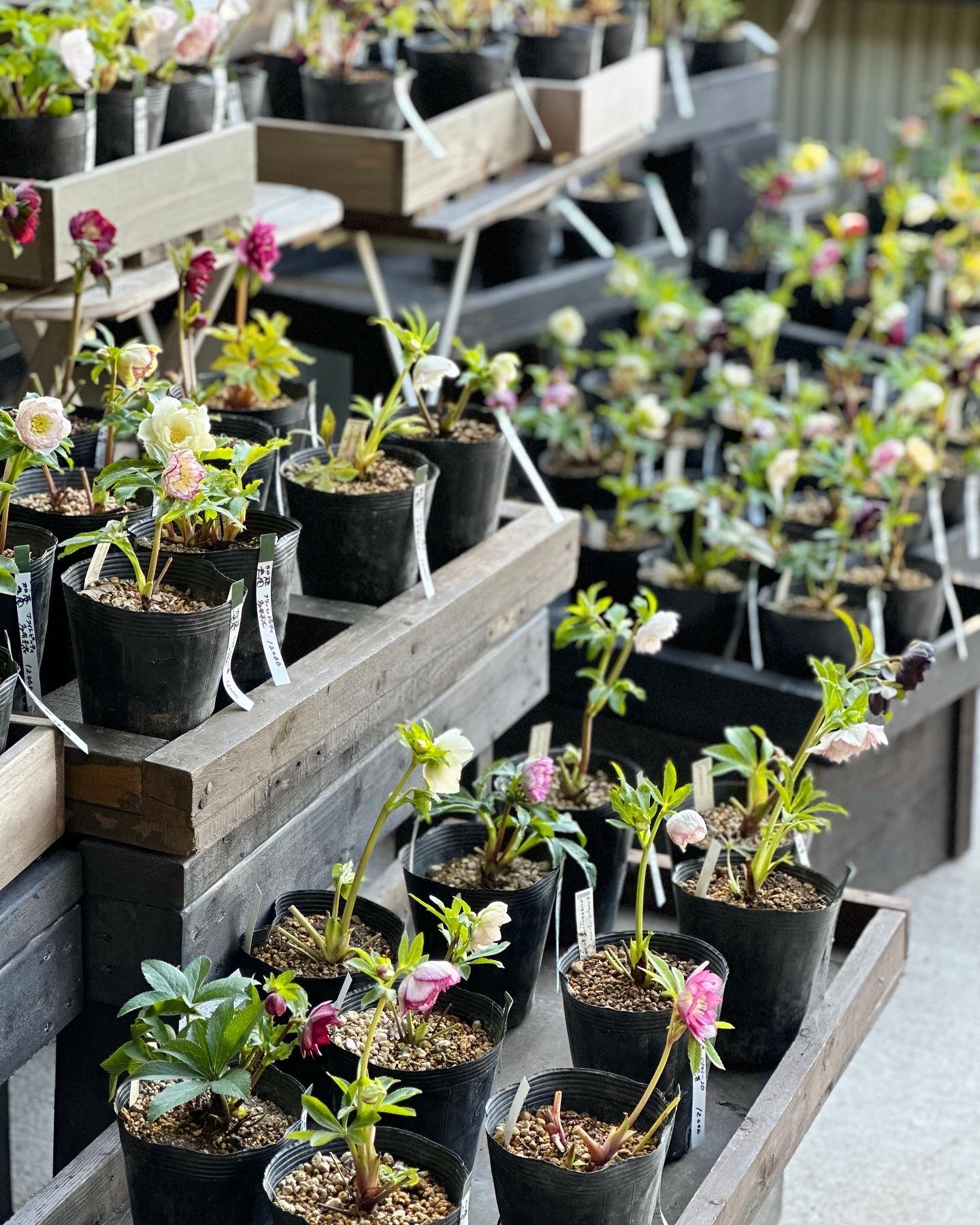 クリスマスローズ始まりました | 坂田園芸 GREEN GATE