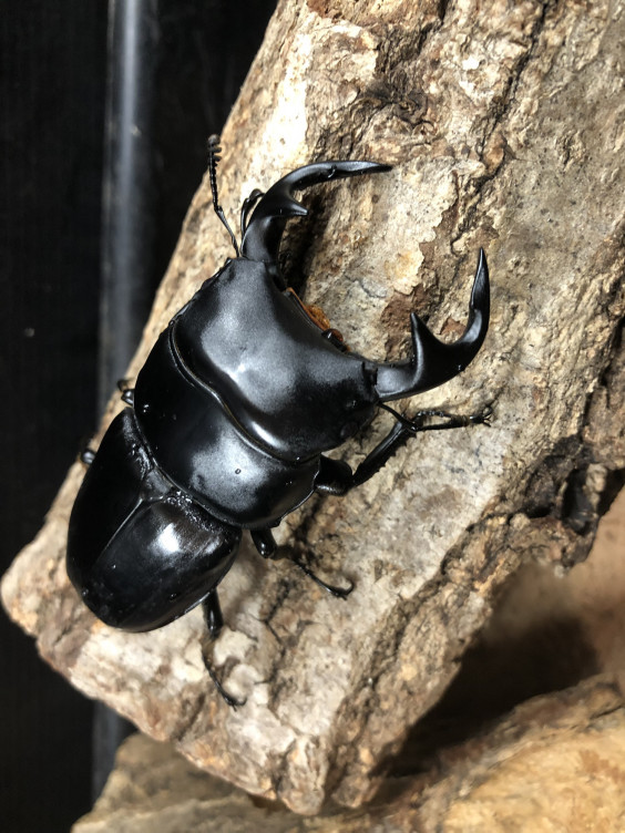 グランディスオオクワガタ O クワガタ専門 黒宝殿