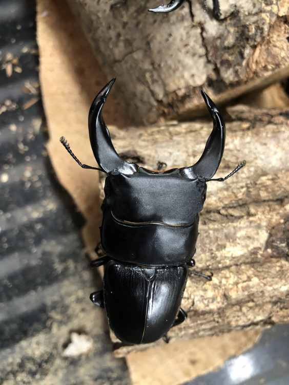 ホペイオオクワガタ羽化 O クワガタ専門 黒宝殿 ホペイオオクワガタ羽化 O クワガタ専門 黒宝殿