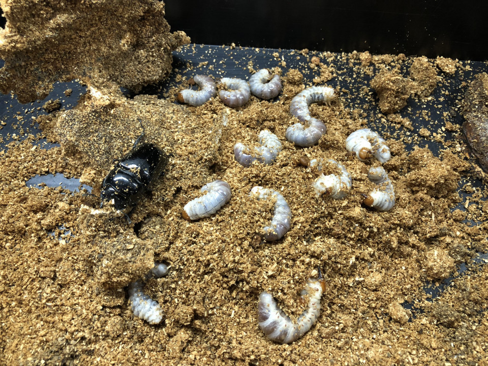 羽化個体に欠かせない水苔 クワガタ専門 黒宝殿 羽化個体に欠かせない水苔 クワガタ専門 黒宝殿