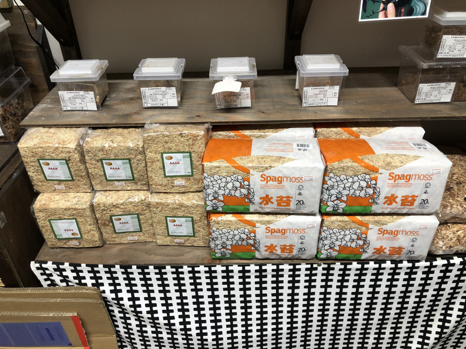 羽化個体に欠かせない水苔 クワガタ専門 黒宝殿