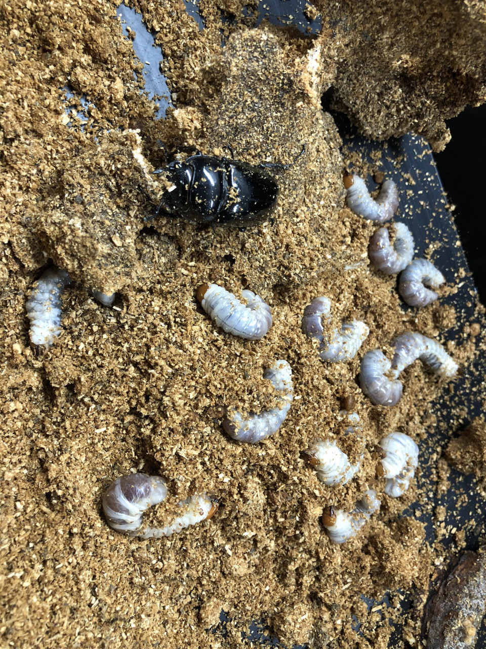 羽化個体に欠かせない水苔 クワガタ専門 黒宝殿 羽化個体に欠かせない水苔 クワガタ専門 黒宝殿