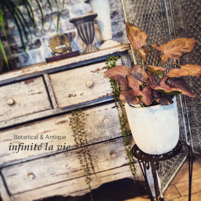 White Pink Butterfly Infinite La Vie