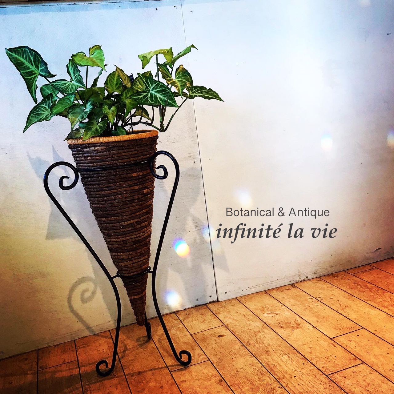 White Pink Butterfly Infinite La Vie White Pink Butterfly Infinite La Vie