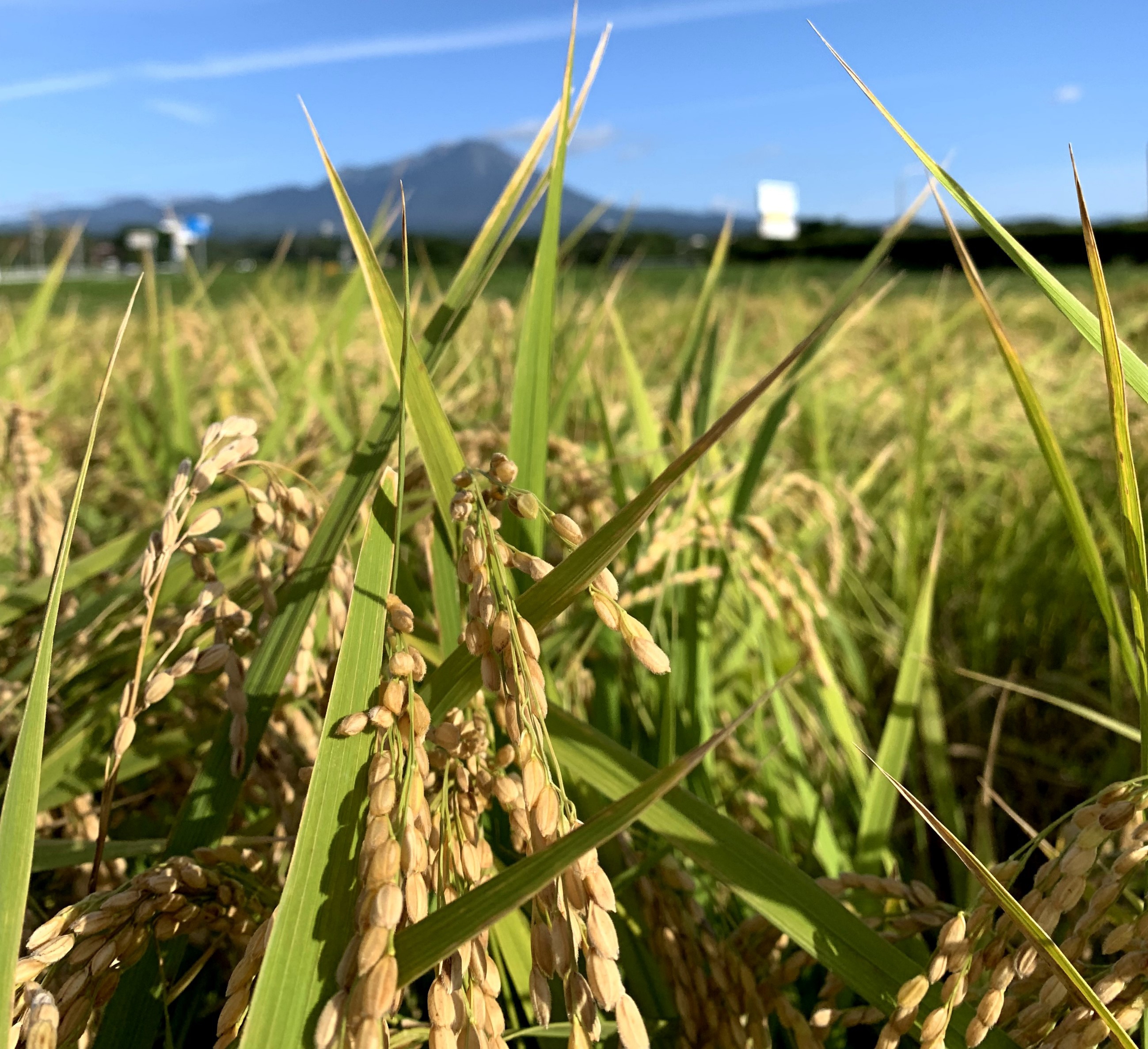 大山たかはし農園