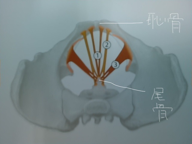 尾骨に関わる骨盤底筋障害の症状 青い空のように