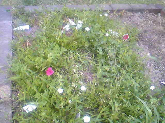 花壇の雑草に混じって 綺麗な花が咲いてました とある 防災士 の 独り言 F