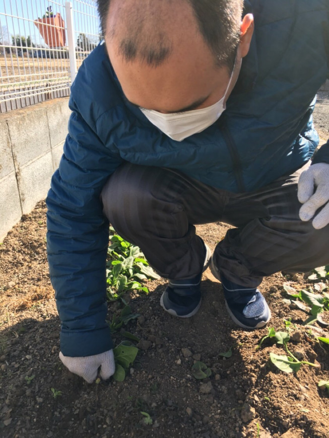 ほうれん草が穫れました 生活介護事業所 楓 かえで