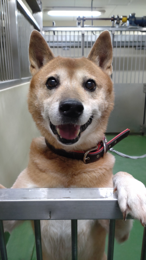 長崎市動物管理センター収容犬の紹介 長崎 Life Of Animal