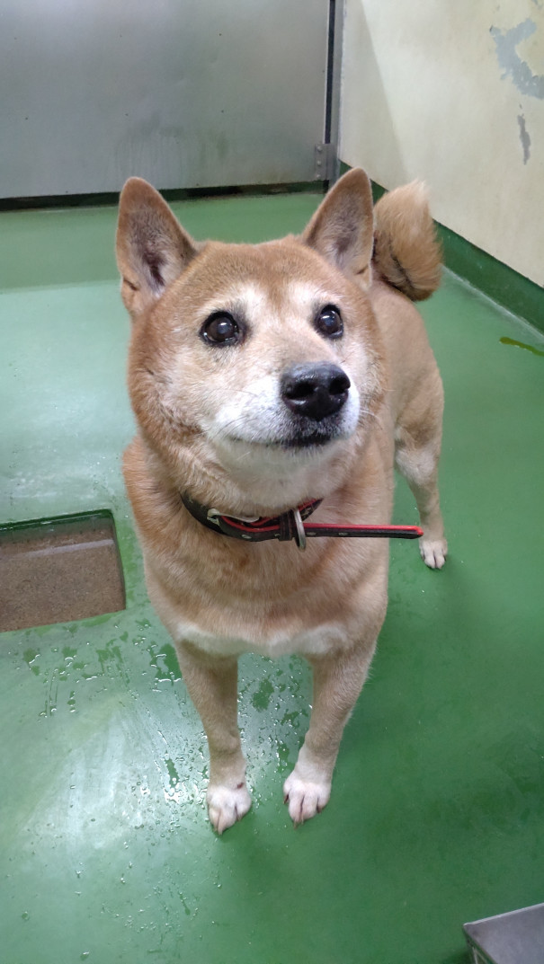 長崎市動物愛護管理センター収容犬の紹介 長崎 Life Of Animal