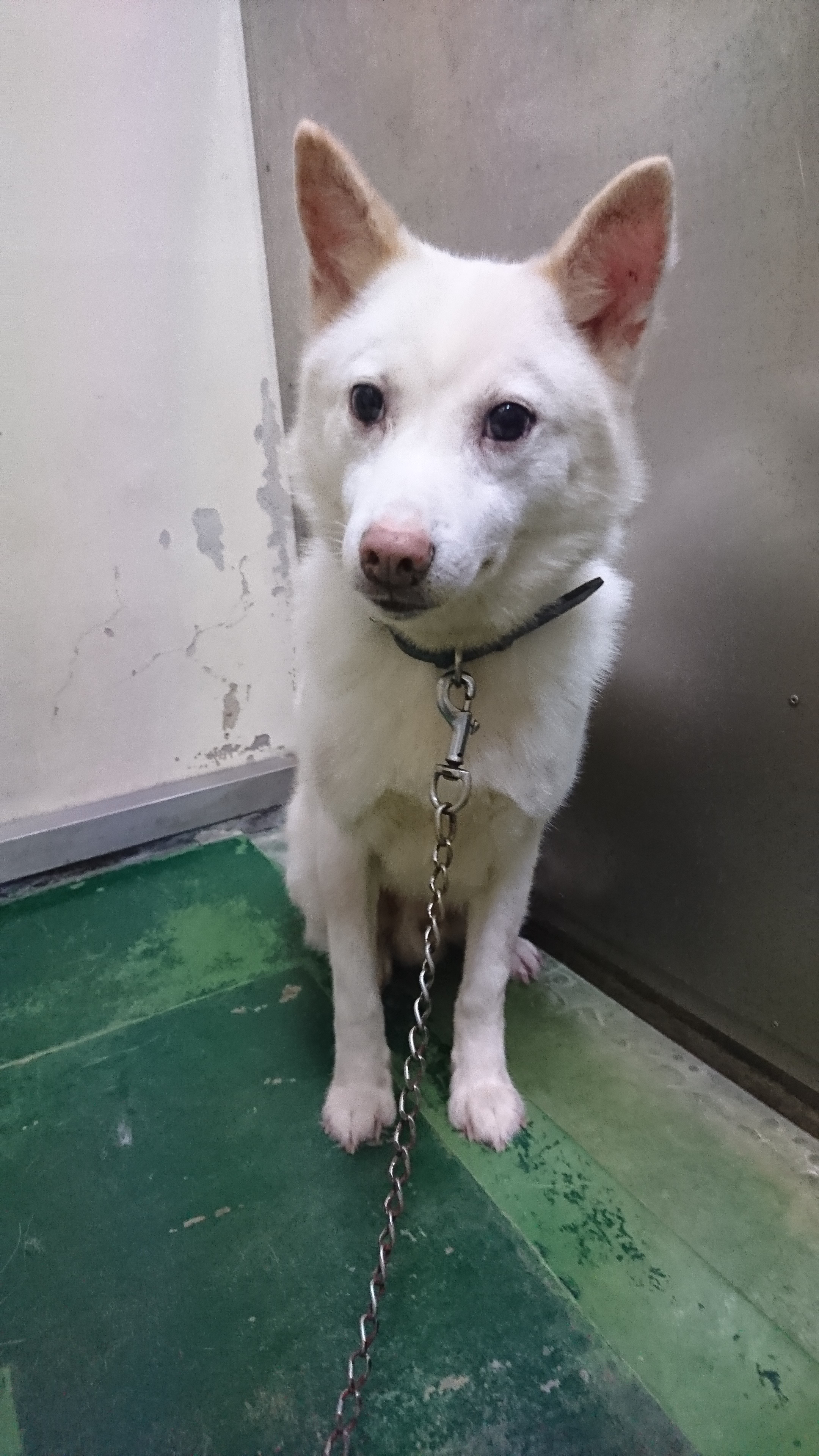 長崎市動物管理センター収容犬の紹介 長崎 Life Of Animal 長崎市動物管理センター収容犬の紹介 長崎 Life Of Animal