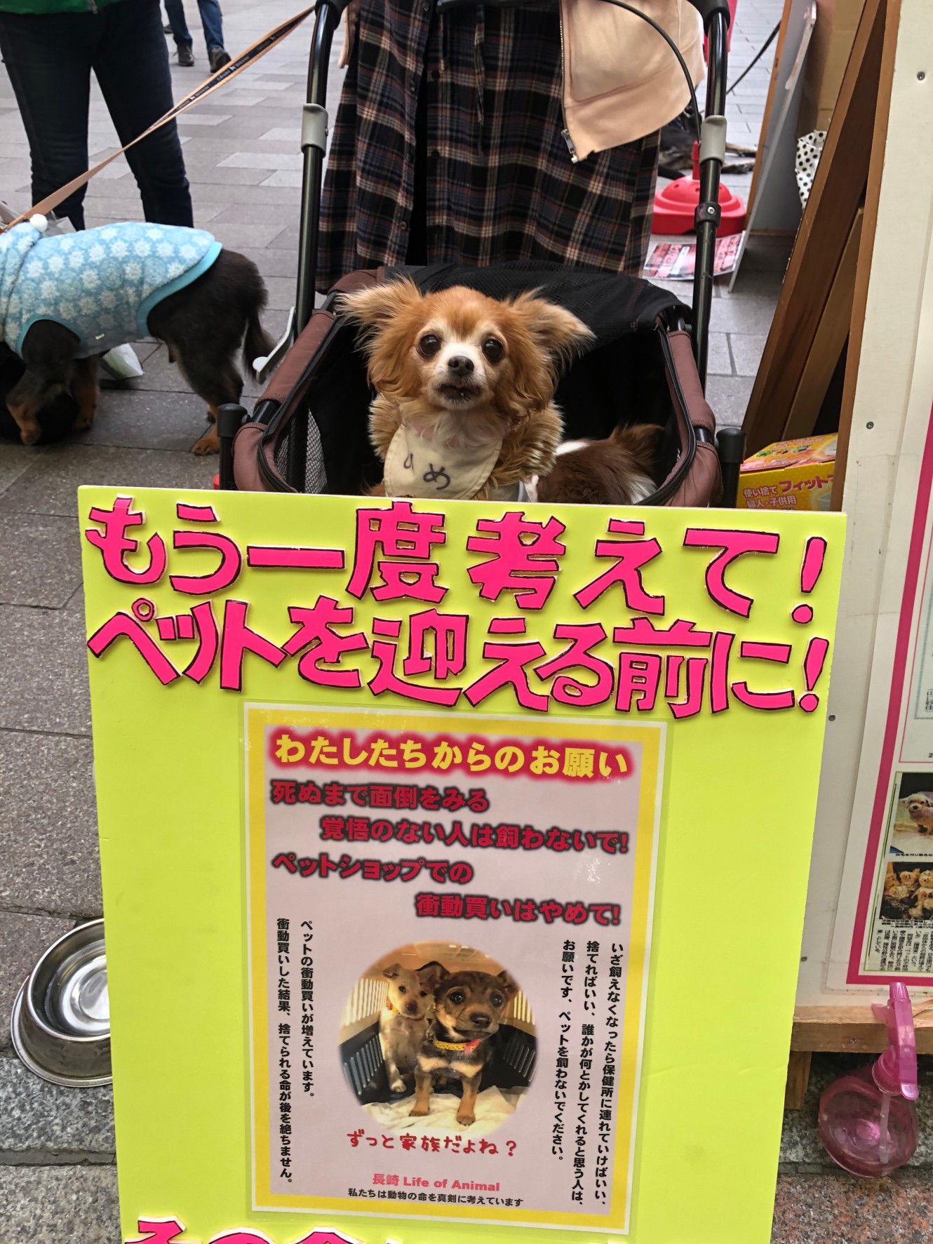 活動内容  長崎 Life of Animal