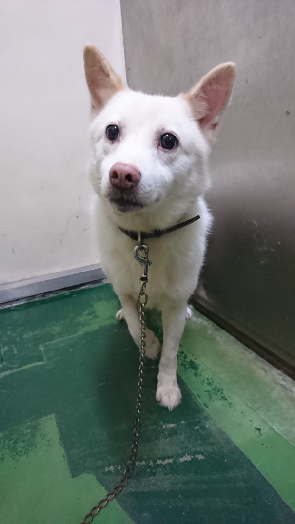 長崎市動物管理センター収容犬の紹介 長崎 Life Of Animal 長崎市動物管理センター収容犬の紹介 長崎 Life Of Animal