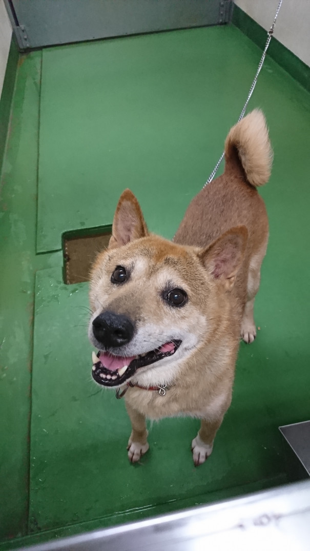 長崎市動物管理センター収容犬の紹介 長崎 Life Of Animal 長崎市動物管理センター収容犬の紹介 長崎 Life Of Animal