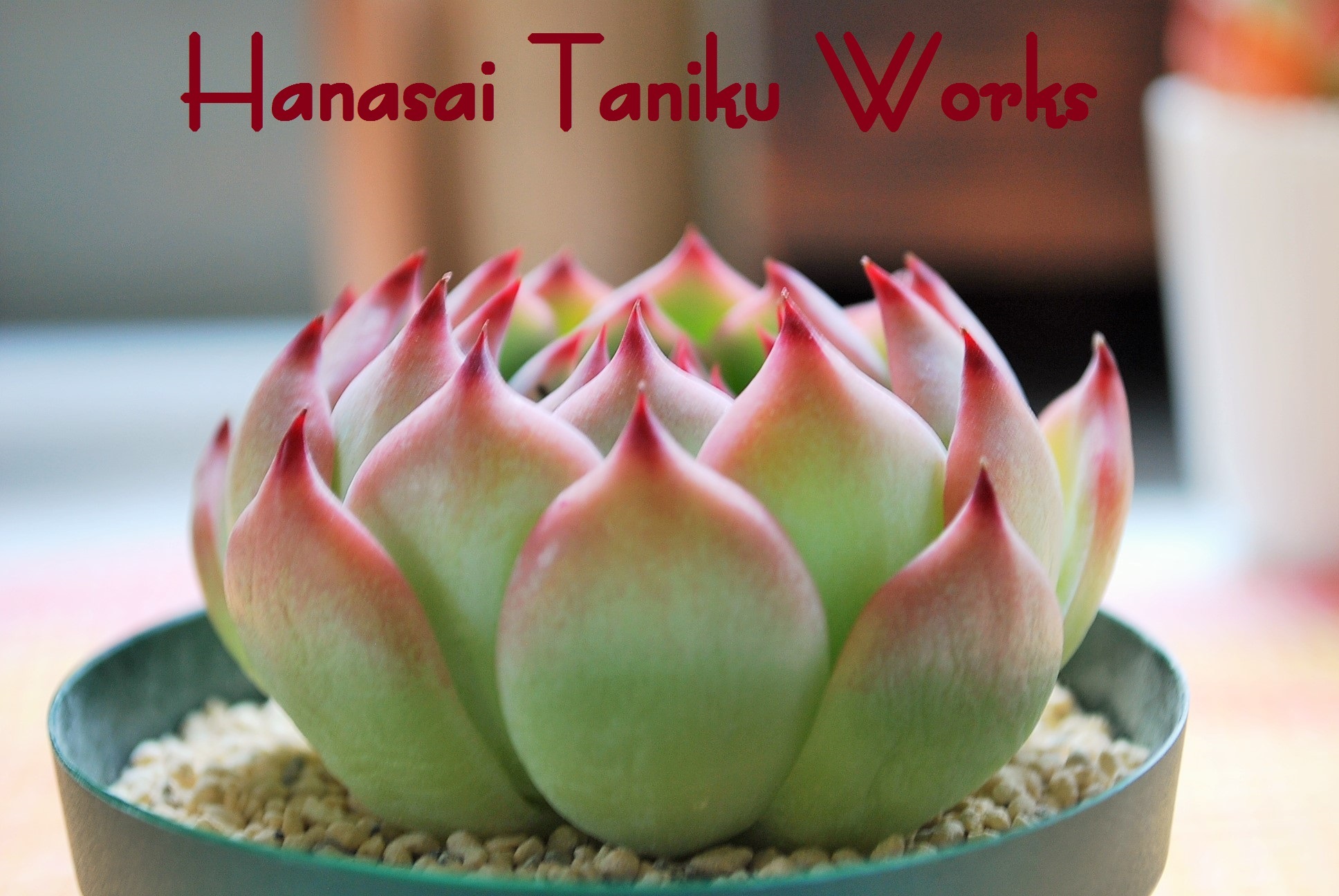 Hanasai Taniku Works | 花彩~hanasai~ flower