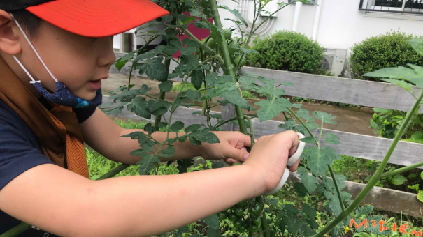 自分で植えた野菜を採る 小学校1年生 収穫体験 ミニトマト M3firm