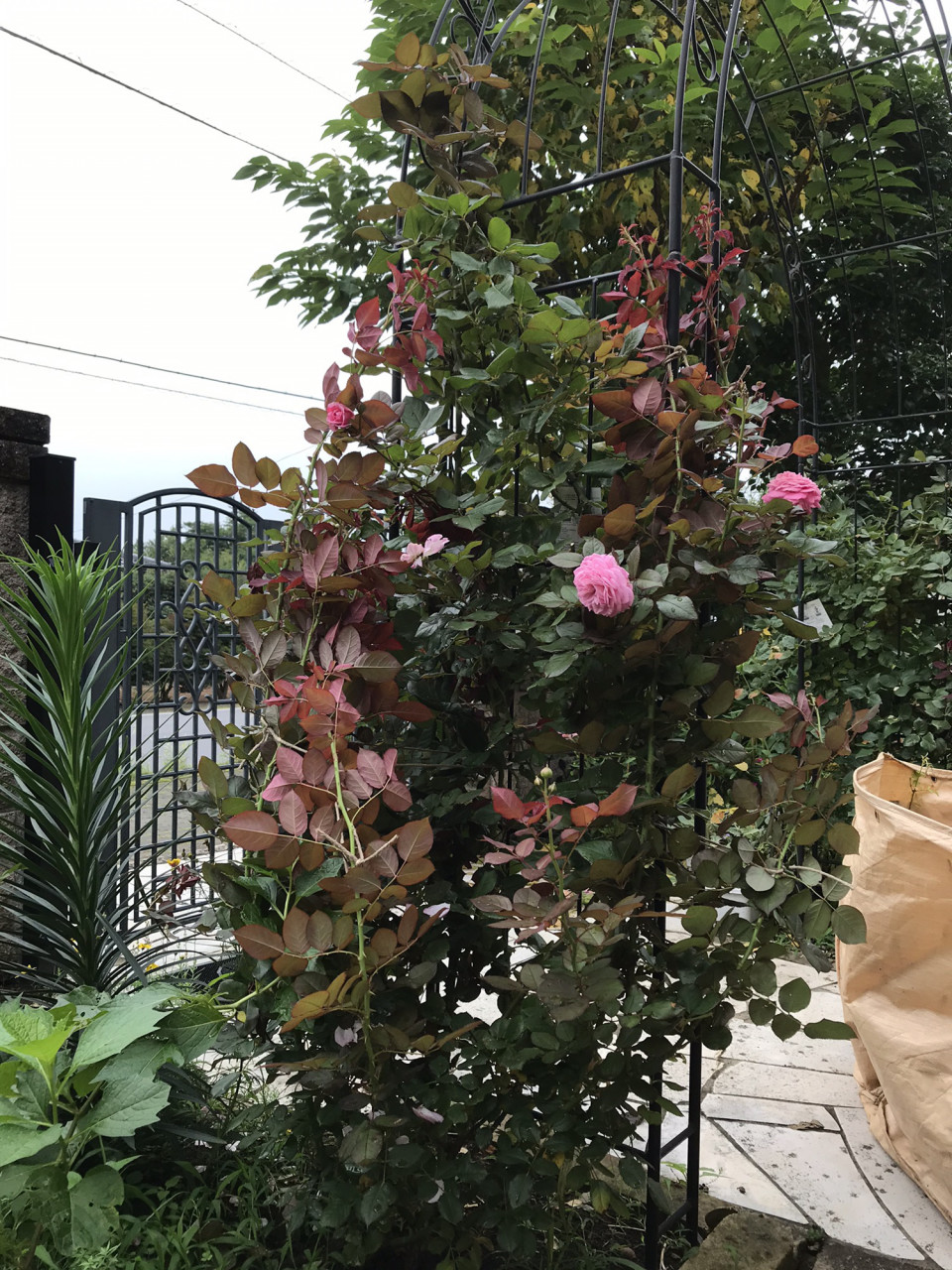 ガーデニングサポート 夏のバラの手入れ Gardening Support ガーデニングサポート 夏のバラの手入れ Gardening Support