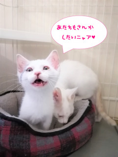 Npoちーむにゃいんず譲渡会案内