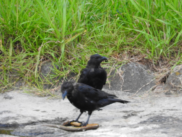 ハシボソカラス蛇を食べる Okb812y S身近な生き物写真館