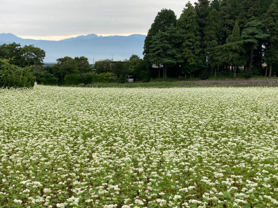 そばの花満開 そば処福寿