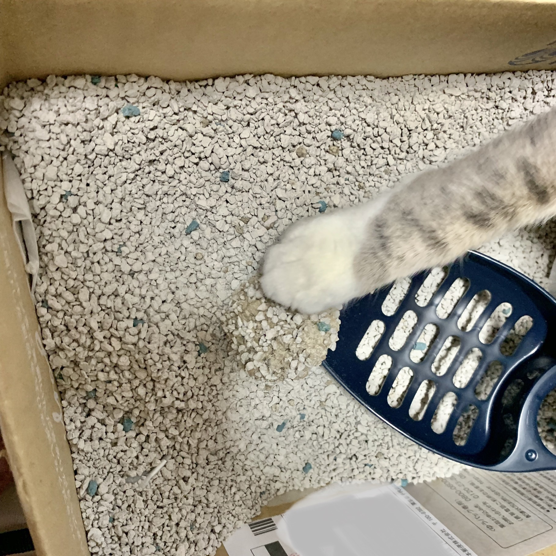 Items】猫のトイレ砂はこれがお気に入り「LIONニオイをとる砂」 右