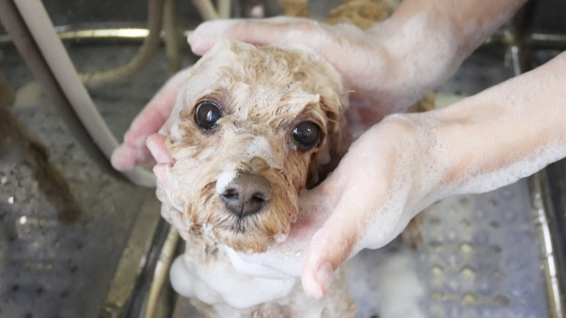 シャンプーコース Dog Salon Richel ﾘｼｪﾙ