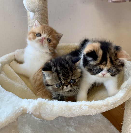 ３匹兄妹オーナー様募集中 Rose Moko エキゾチックショートヘアー ブリーダー