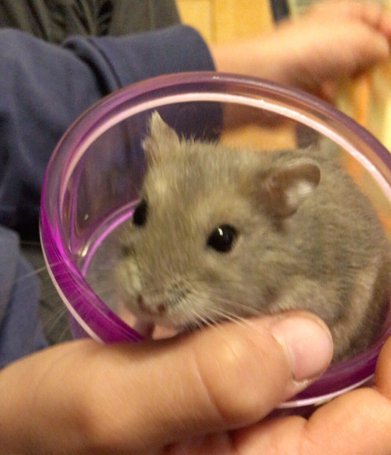 ハム助 燃える闘魂2号 ハム助 燃える闘魂2号