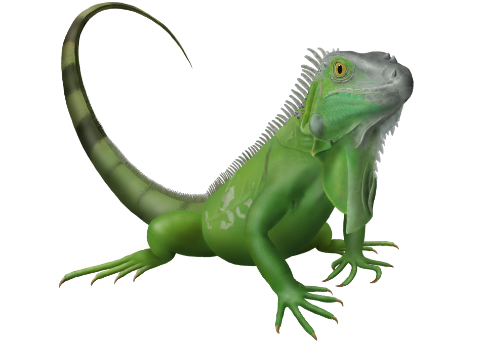 ヤング グリーンイグアナ 爬虫類イラスト Funny Reptile Art ヤング グリーンイグアナ 爬虫類イラスト Funny Reptile Art