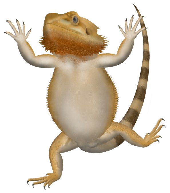 踊るフトアゴ Funny Reptile Art 踊るフトアゴ Funny Reptile Art