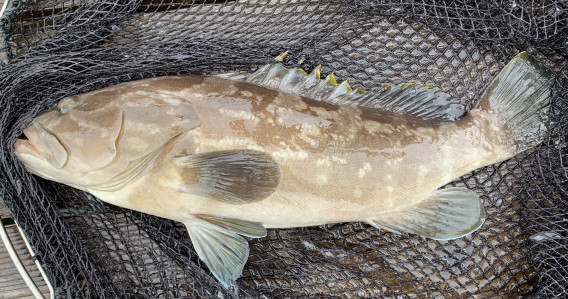 10 2 クエ アラ 延縄漁 対馬鮮魚 漁師直送 エムズスタイル 10 2 クエ アラ 延縄漁 対馬鮮魚 漁師直送 エムズスタイル