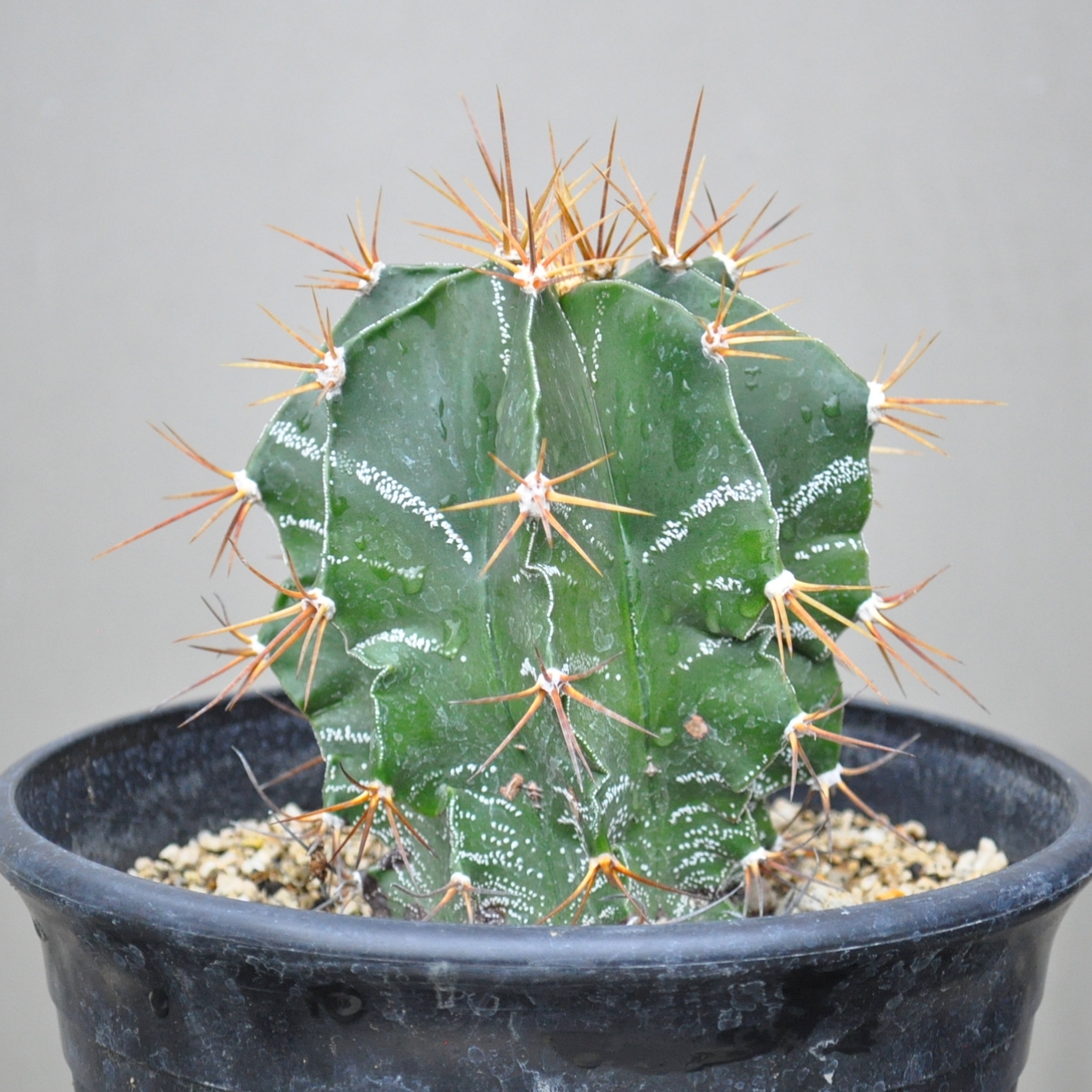 大きい般若販売中です❗ | 多肉とサボテン suwalent🌵