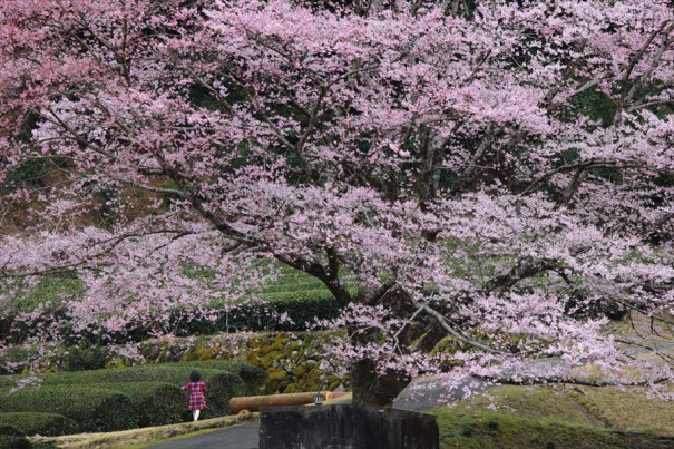 三重県津市美杉町竹原の淡墨桜 早咲きの1本桜 桜吹雪 伊勢の写人