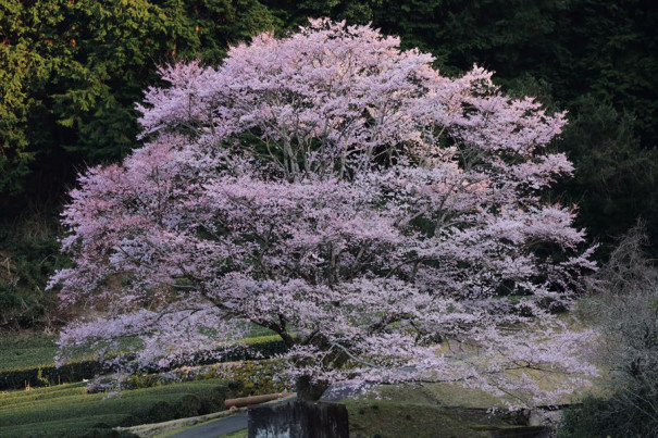 三重県津市美杉町竹原の淡墨桜 早咲きの1本桜 桜吹雪 伊勢の写人