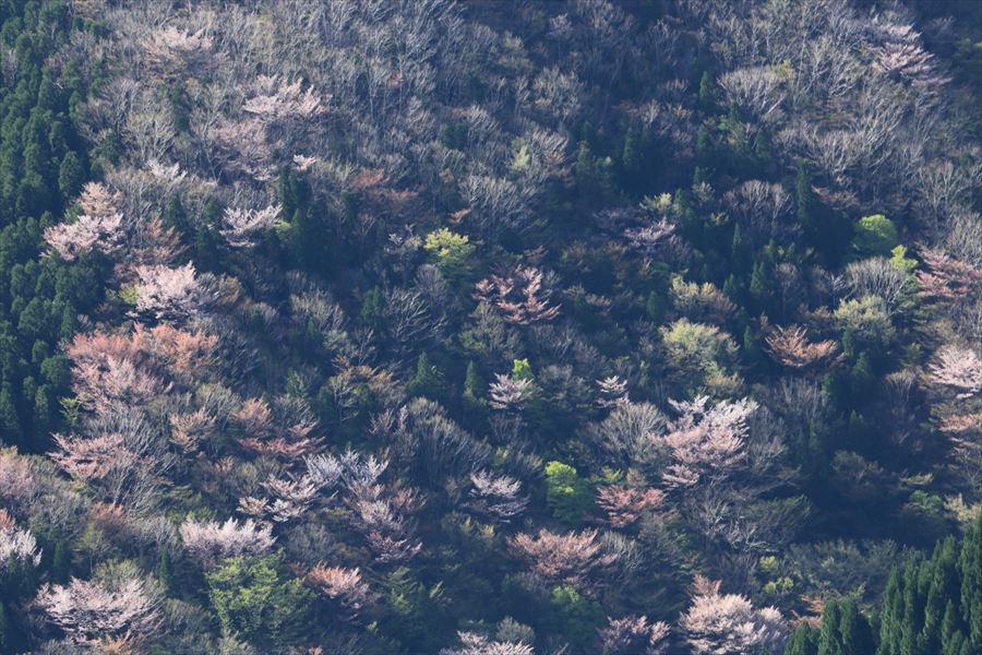 伊勢の写人 2018 ナメゴ谷.行者環林道の桜 伊勢の写人 伊勢の写人 2018 ナメゴ谷.行者環林道の桜 伊勢の写人