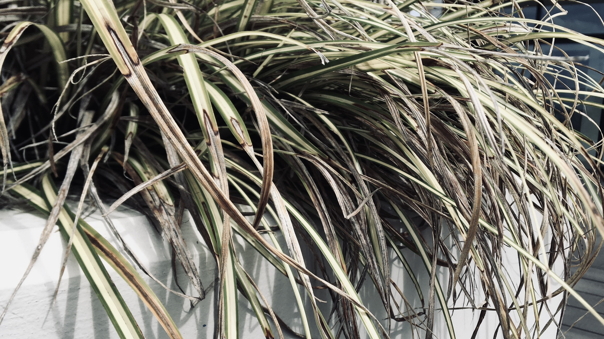 ライヒスビュルガー 書くこと。生きること。Hiromi's Blog