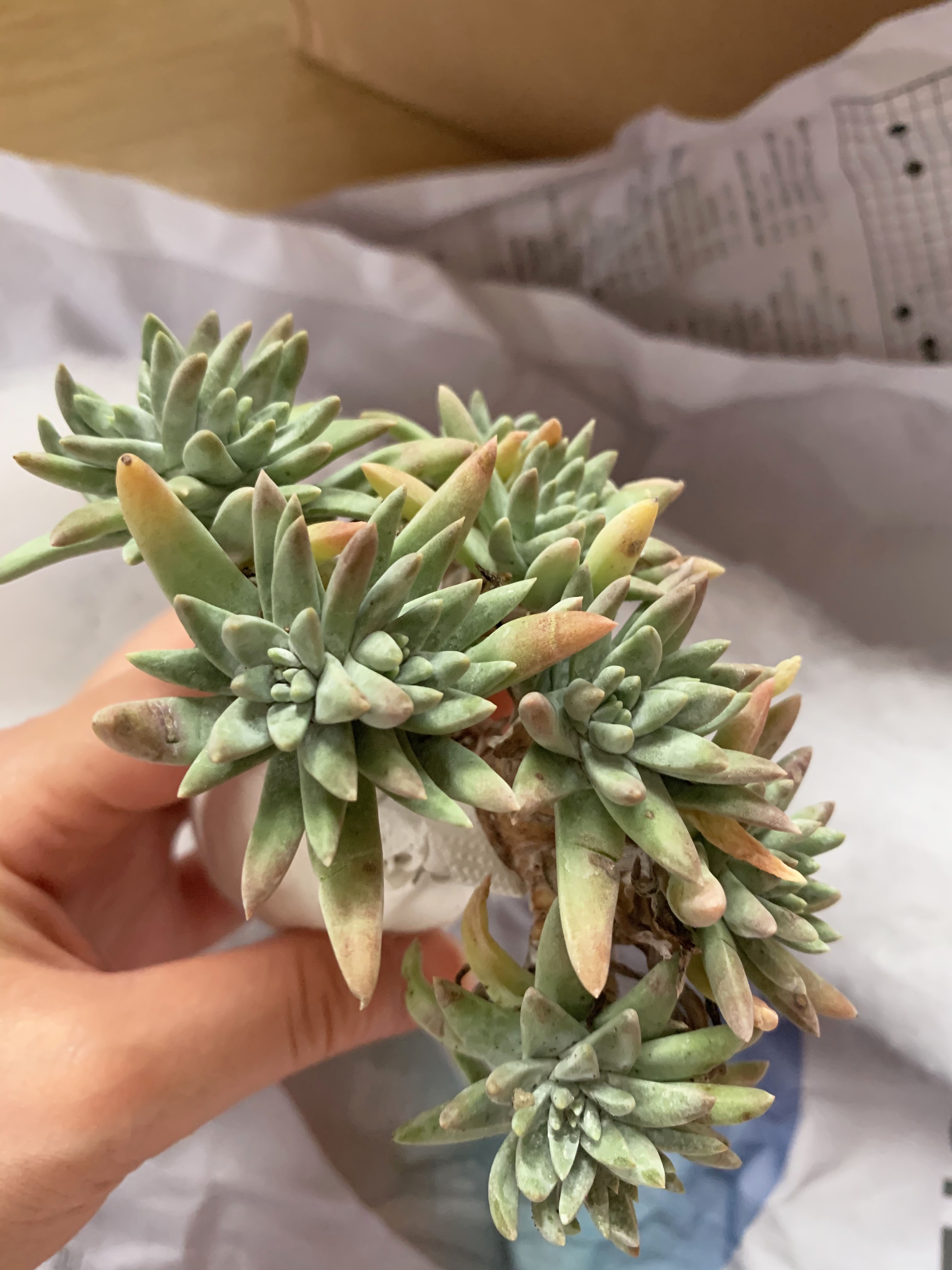 韓国の植物専門サイトで多肉を買ってみた! | hachiの日々
