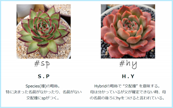 Sp多肉 Hy多肉 Hachiの日々