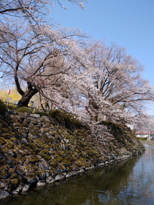 高島城の桜 おぐち子供英語教室