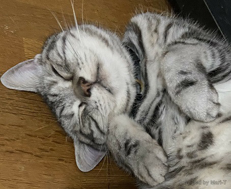 猫の手訪問看護ステーション