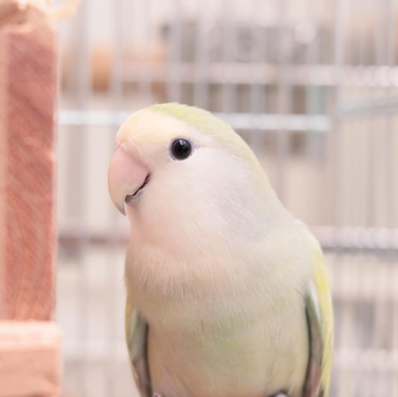 ウロコインコ雛 ミント Winston Bird ウロコインコ雛 ミント Winston Bird
