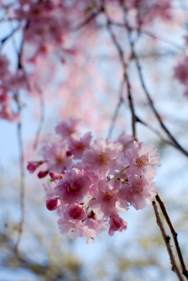 砧公園の桜 世田谷区 Maki S Kansai Journal
