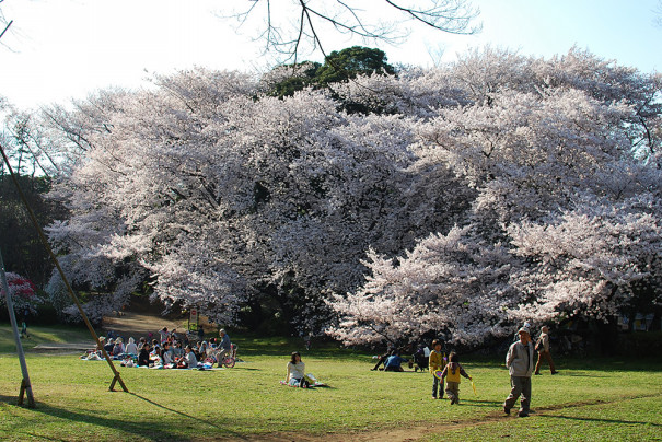 砧公園の桜 世田谷区 Maki S Kansai Journal