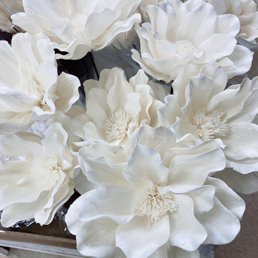 ソーラーマグノリアなど入荷 | FR東海 (フラワー東海) 