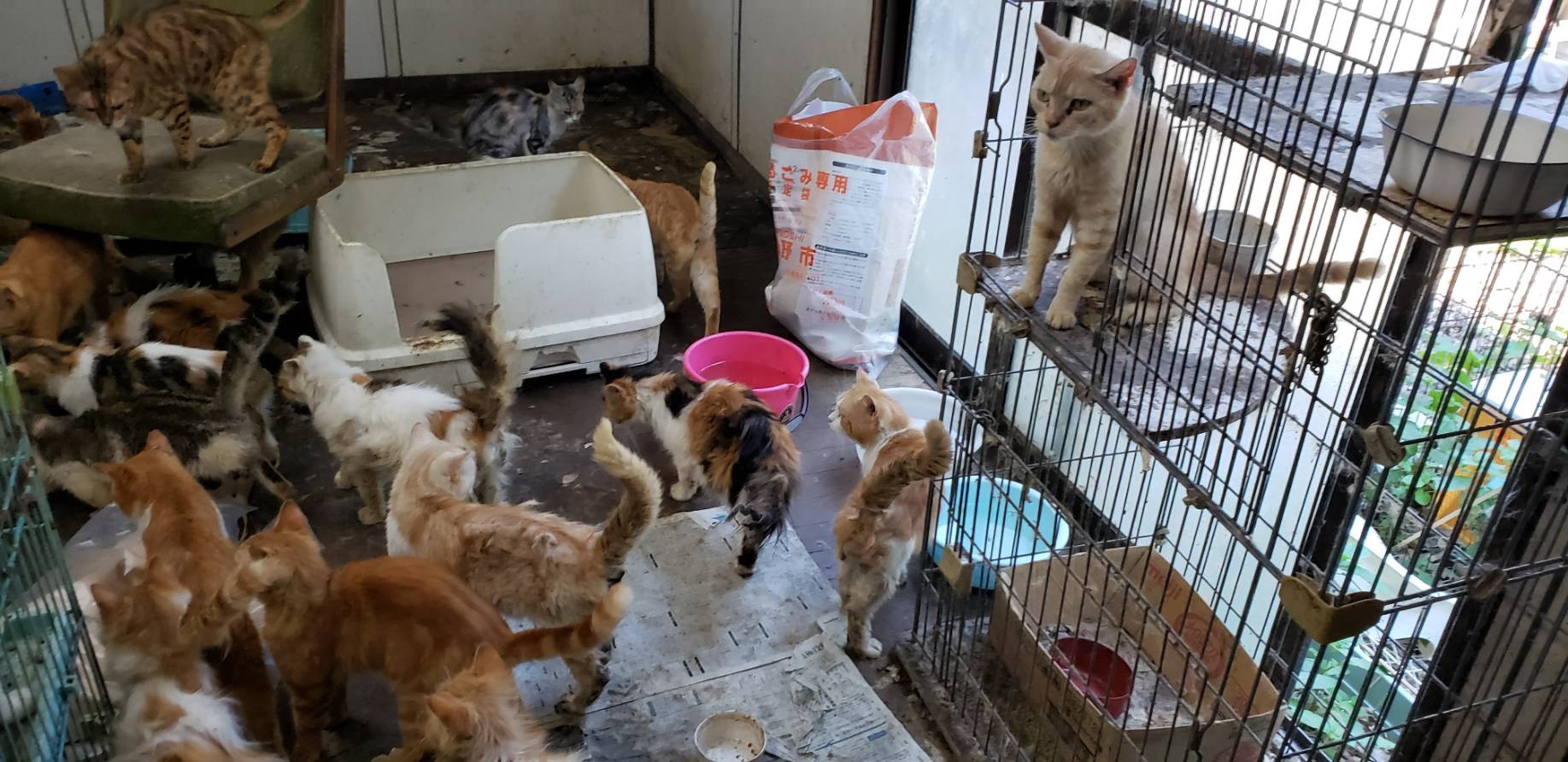 多頭飼育崩壊。緊急支援のお願いです！ | NPO法人 一匹でも犬・ねこを救う会