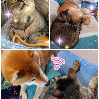 22年5月 譲渡 ご支援物資 ご寄付報告 一匹でも犬 ねこを救う会